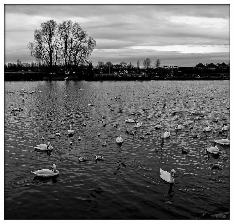 Лебяжие острова 2photo preview