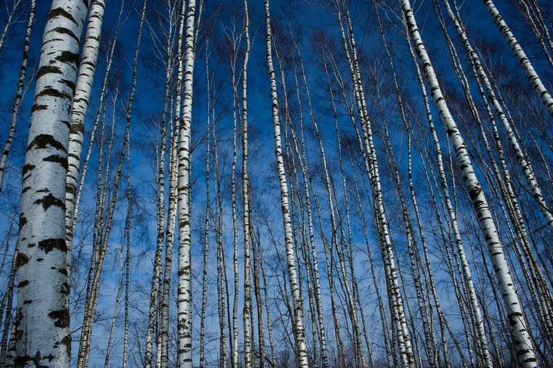 пейзаж, зима, березы Березовая рощаphoto preview