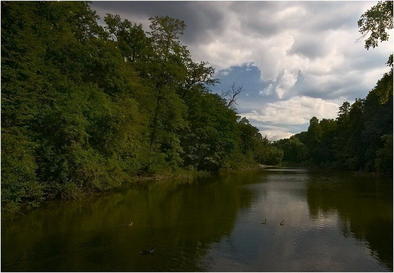 пруд, утки, парк photo preview