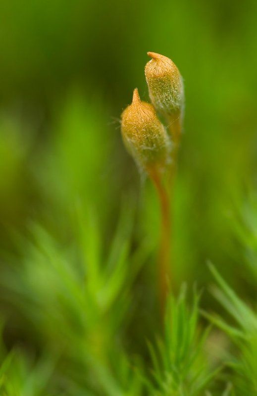 мох Я с тобой...photo preview