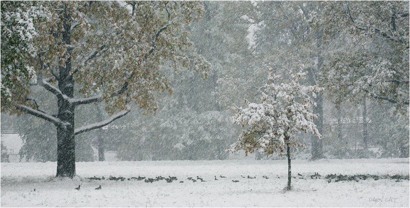 зима, первая, метель, осень, утки, пруд Первая метельphoto preview