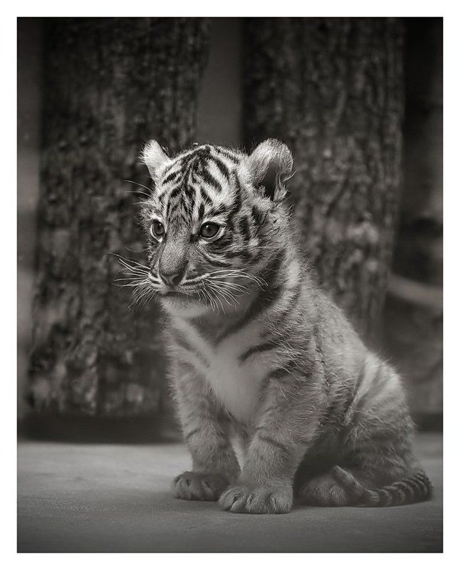 Тиграphoto preview