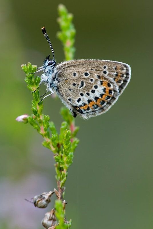 голубянка, вереск нимфа на верескеphoto preview