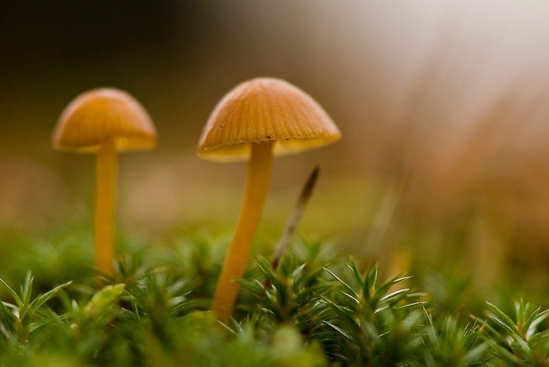 гриб, мох, осень *****photo preview