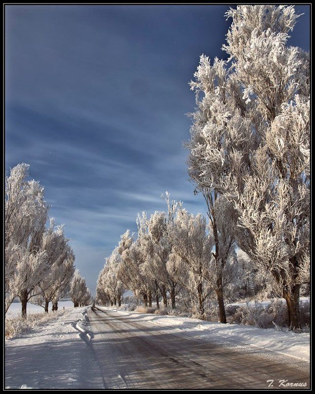 зима,иней,дорога,деревья,рождество Зимняя дорогаphoto preview