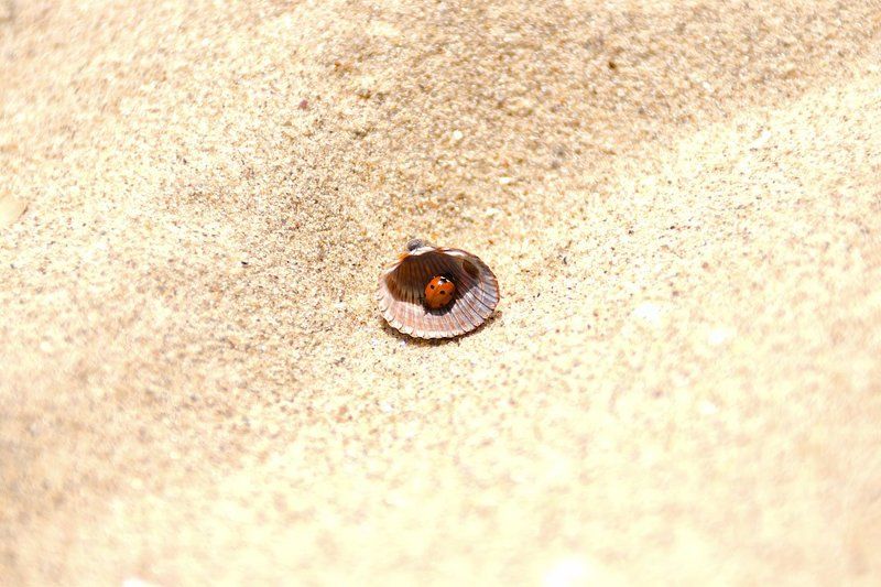 minimal photo preview