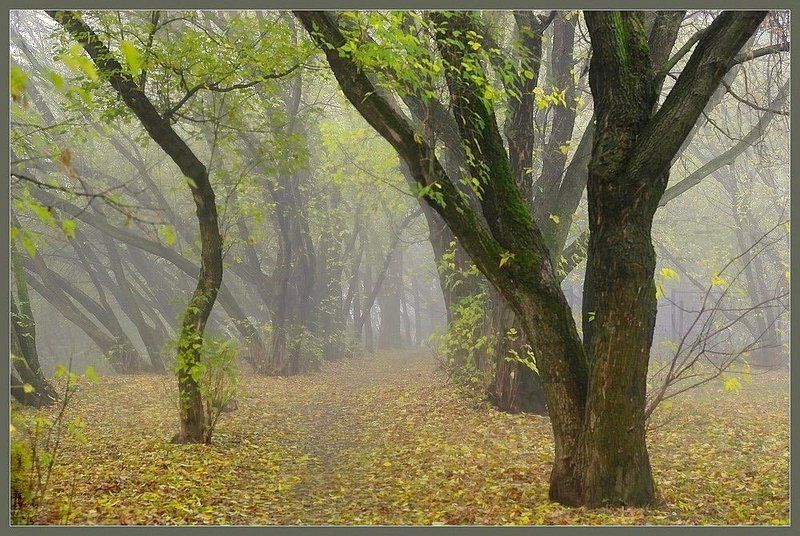 Там живут Единорогиphoto preview