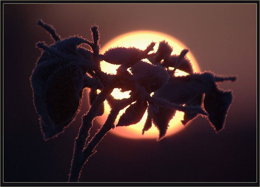 Декабрьский этюд. Автор: Солодухин Виктор ветка,солнце,зима, Солодухин Виктор