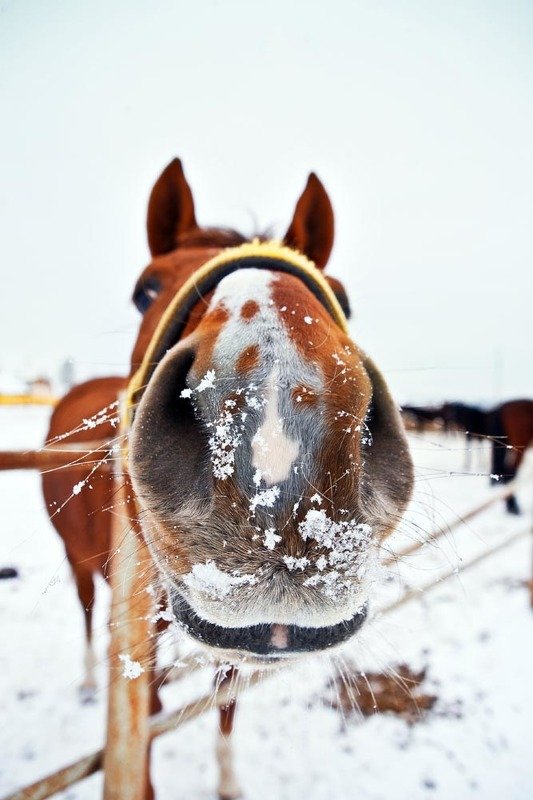 Любопытствоphoto preview