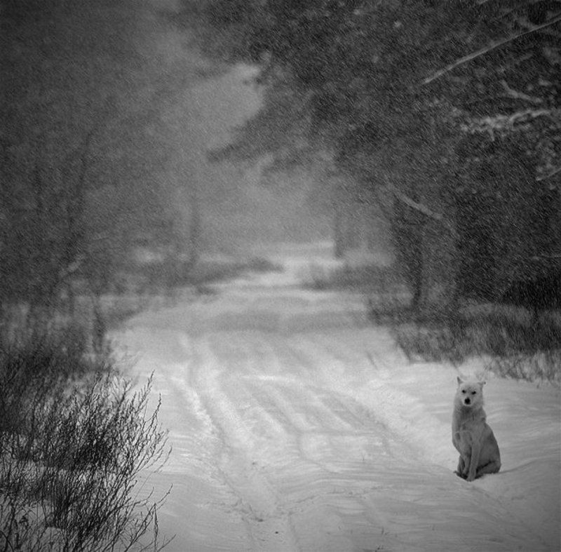 киев, природа, животные, панорама замерзphoto preview