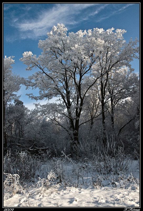 иней,зима,рождество,деревья Инейphoto preview
