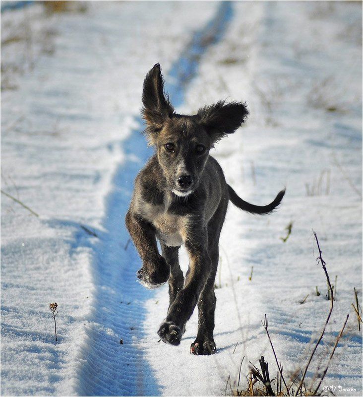 Уши как парусphoto preview
