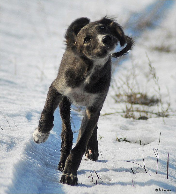 Кокетство на бегуphoto preview
