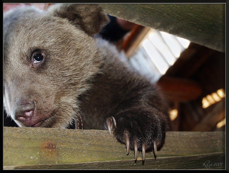 мишка, мишутка ***photo preview