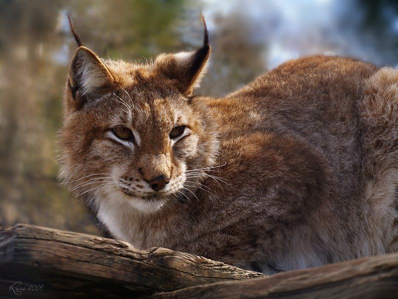 Кися.photo preview