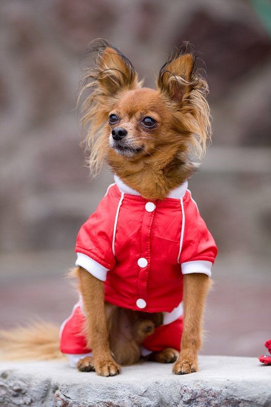 собака, животные *****photo preview