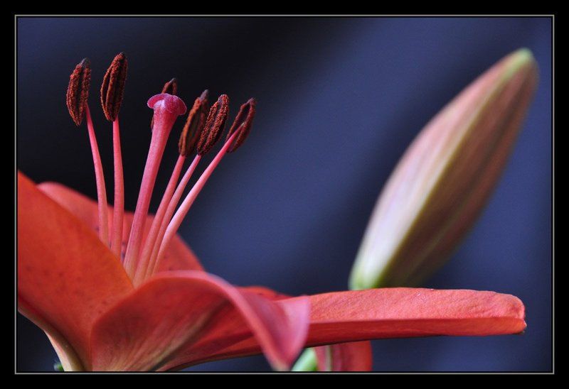 Лилииphoto preview