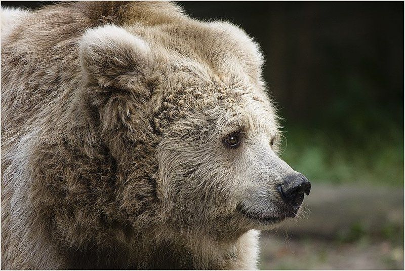 бурый, тяньшаньский, медведь А в глазах - доброта...photo preview