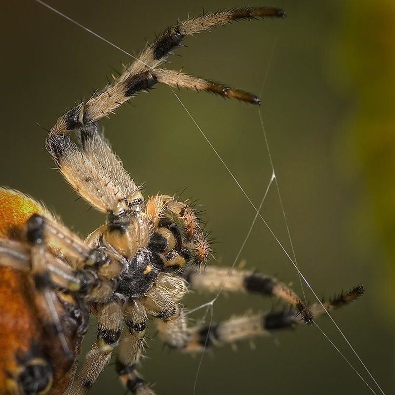 играющий на струнах жизни...photo preview