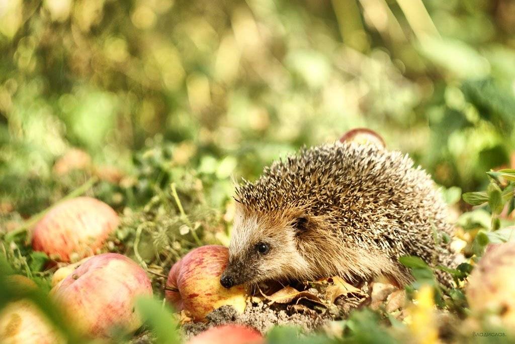 Ёж. Автор: Владислав. , Владислав.