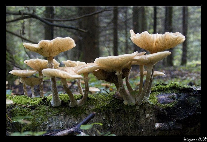 опята, грибы Опятаphoto preview