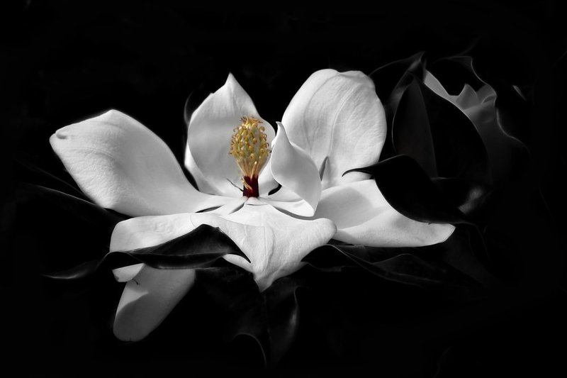 цветы магнолияphoto preview