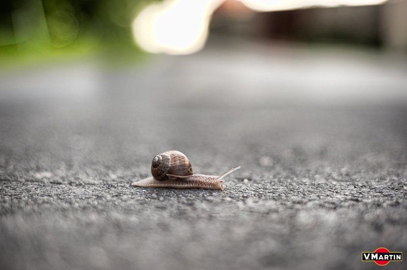 тихоход медлительный...photo preview