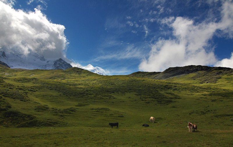 Альпыphoto preview