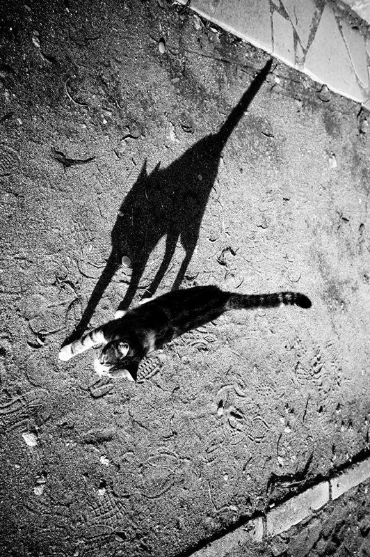 раздвоение, кошачьей, личности Раздвоение кошачьей личностиphoto preview