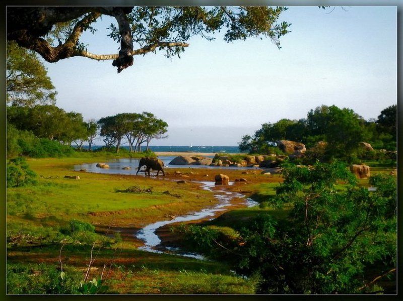 шри-ланка,сафари,ялла Идилия...photo preview