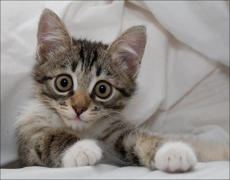 Кто? Я?photo preview