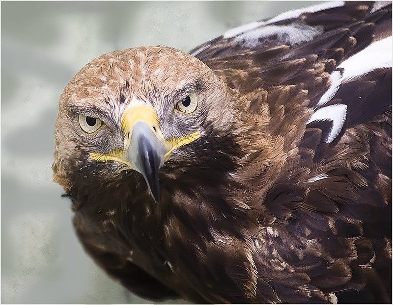 орел, хищник Хищный взглядphoto preview