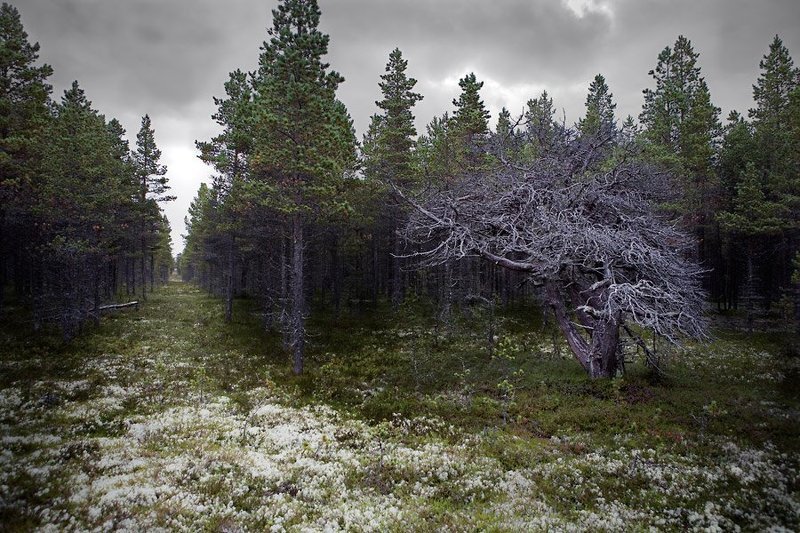 привратник, терский, берег, белого, моря Привратникphoto preview