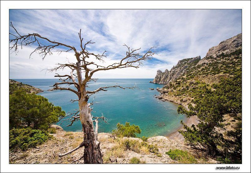 бухта, море, крым, новый свет, весна, дерево, пейзаж, обои, открытка Голубая бухта Нового Светаphoto preview