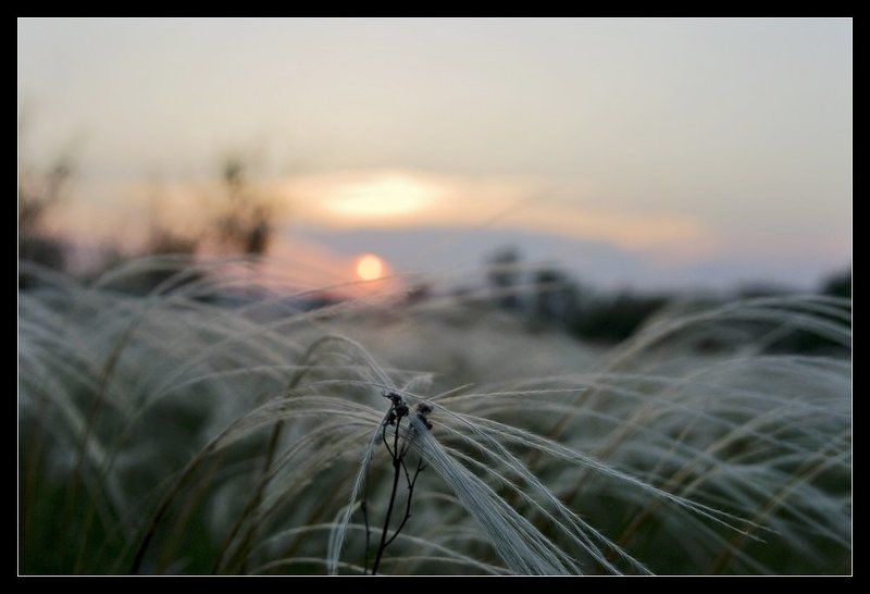 ковыль, закат Закатphoto preview