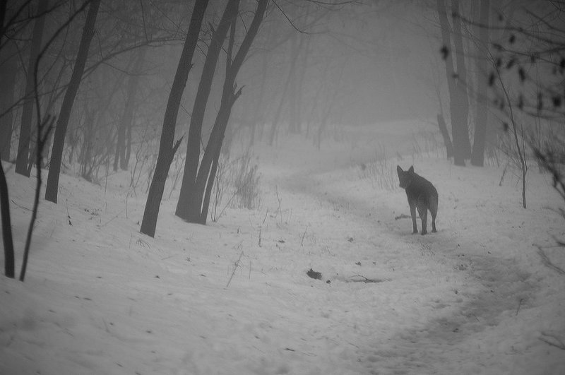 лес, зима, снег, животные, панорама на охотеphoto preview