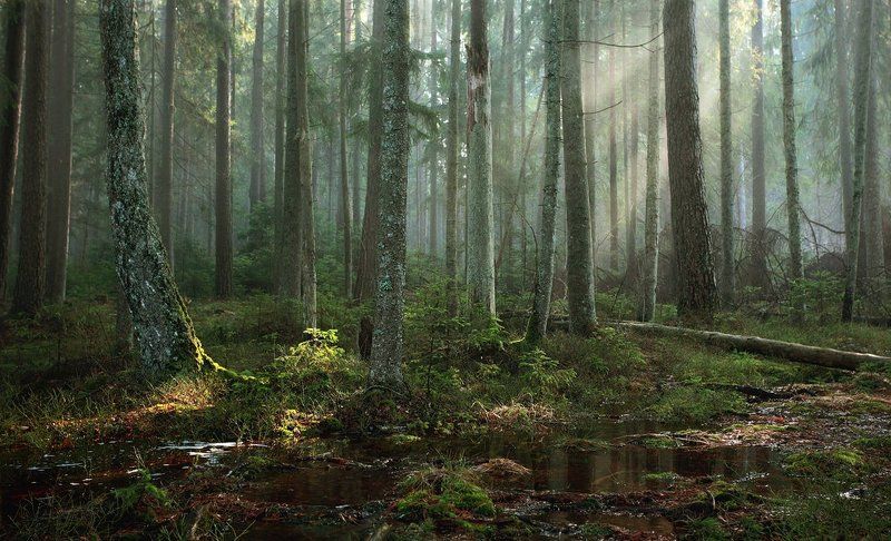 утро в дремучем лесуphoto preview