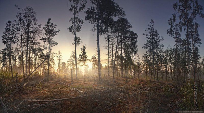 Утро в Монрепоphoto preview