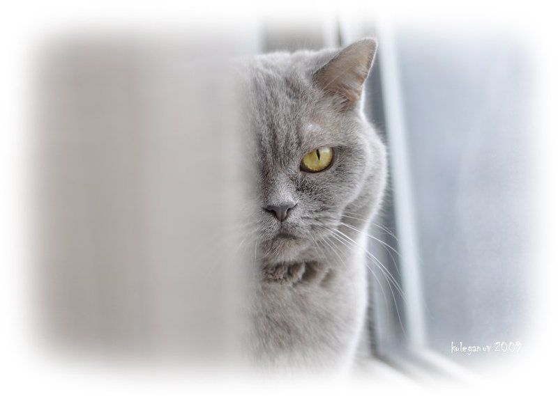 кот ZORROсерое (новогоднее)photo preview