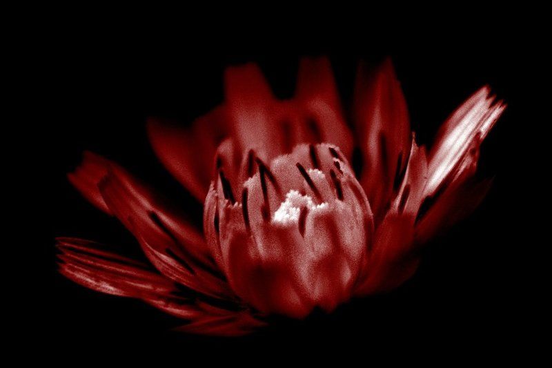 Огненный цветокphoto preview