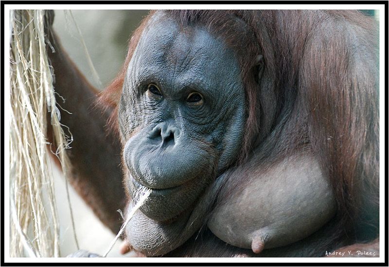 Ню  Ню...photo preview