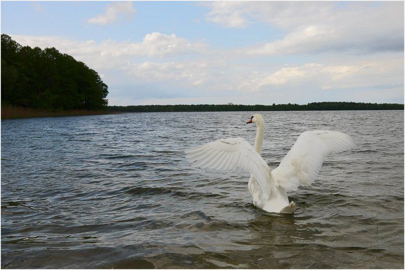 озеро, лебедь photo preview