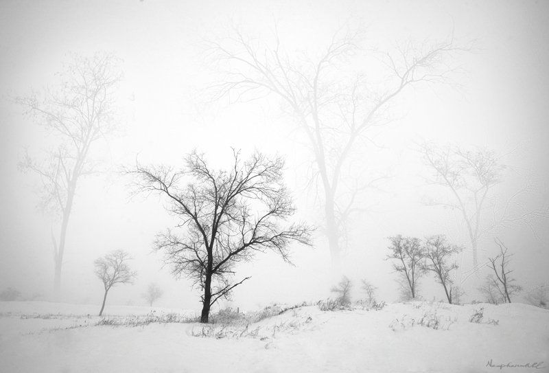 зима, сон, деревья, туман, снег Сны деревьев.photo preview