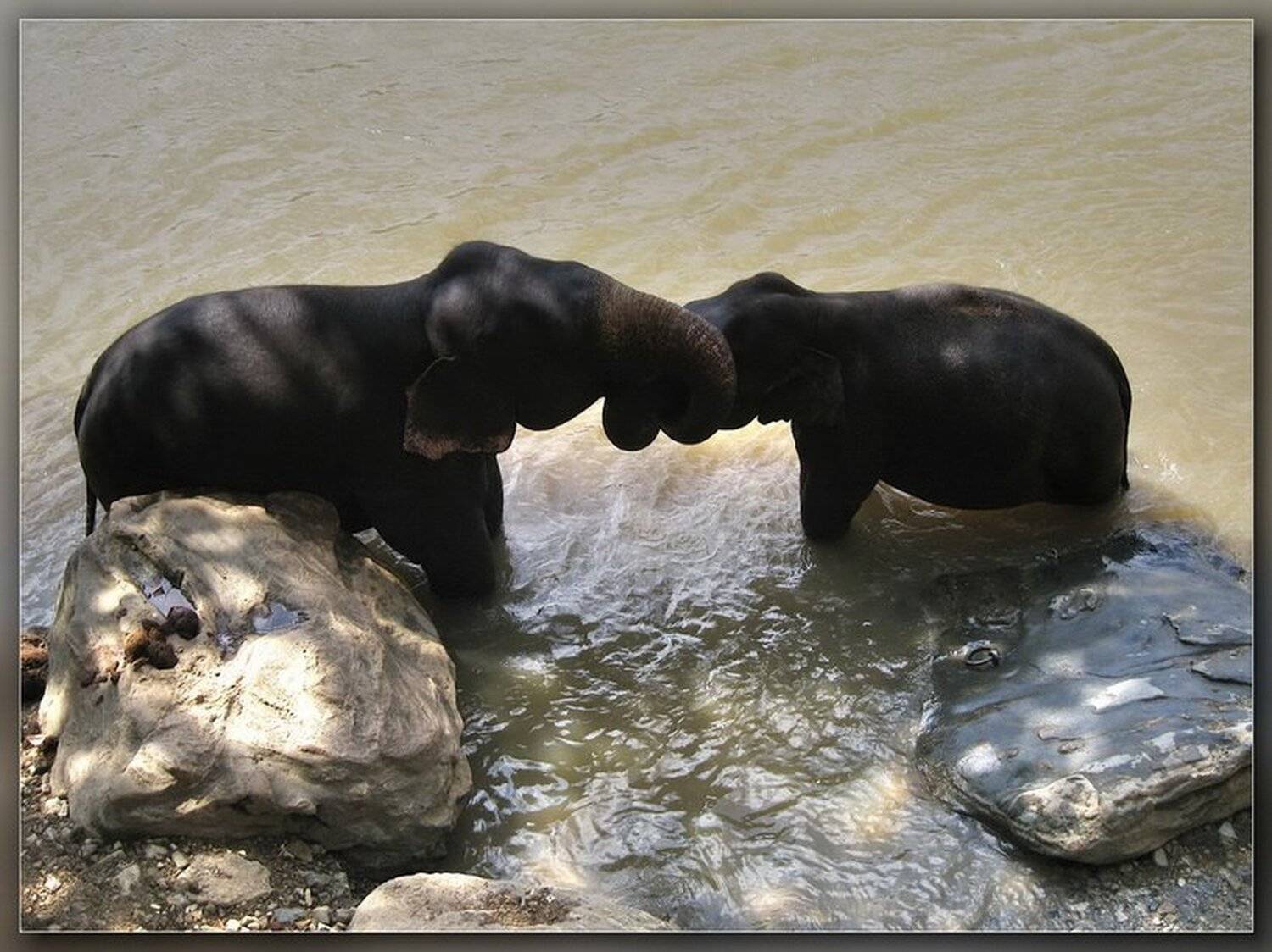 слон,шри-ланка,, Andrey D