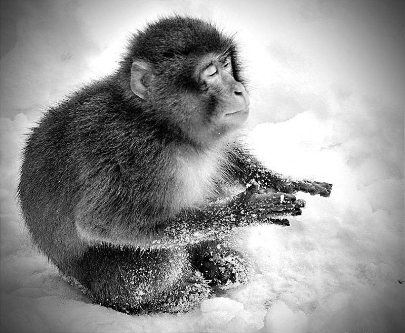 медитацияphoto preview