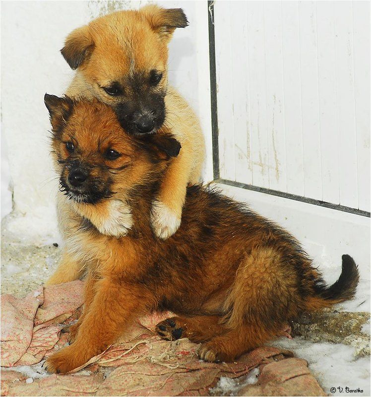 Не бойся, братишка, - прикрою!photo preview