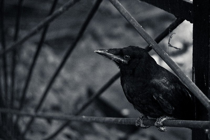 ворон, кладбище, природа, лес Воронphoto preview