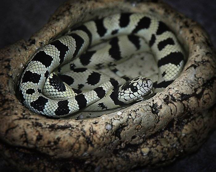 , Юлия Чекмарева