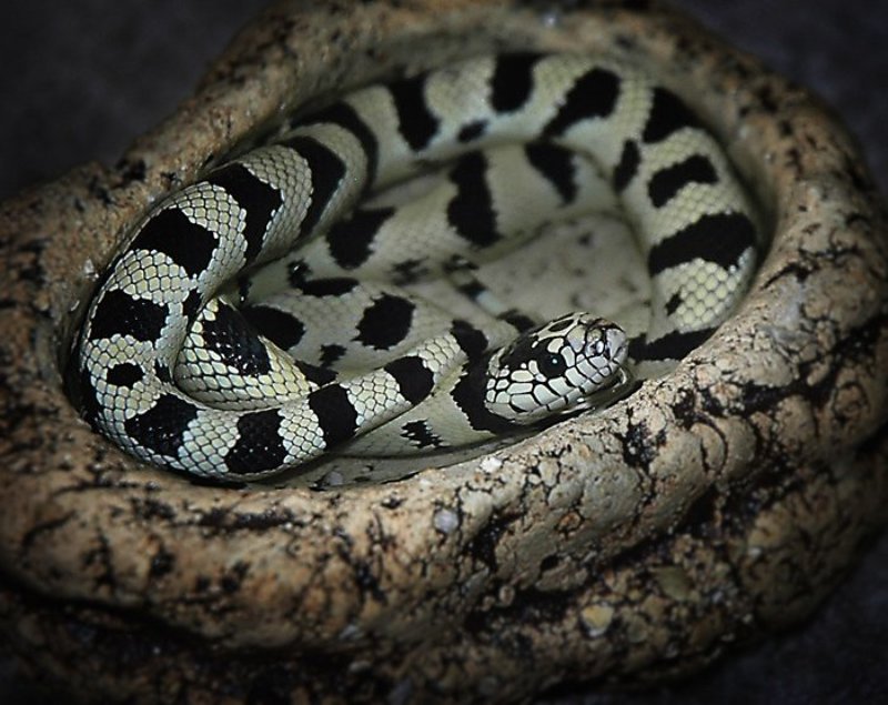 Калифорнийская королевская змейка.photo preview