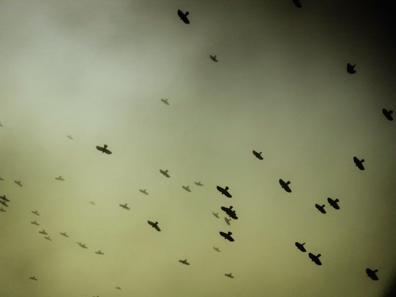 птицы Flyersphoto preview